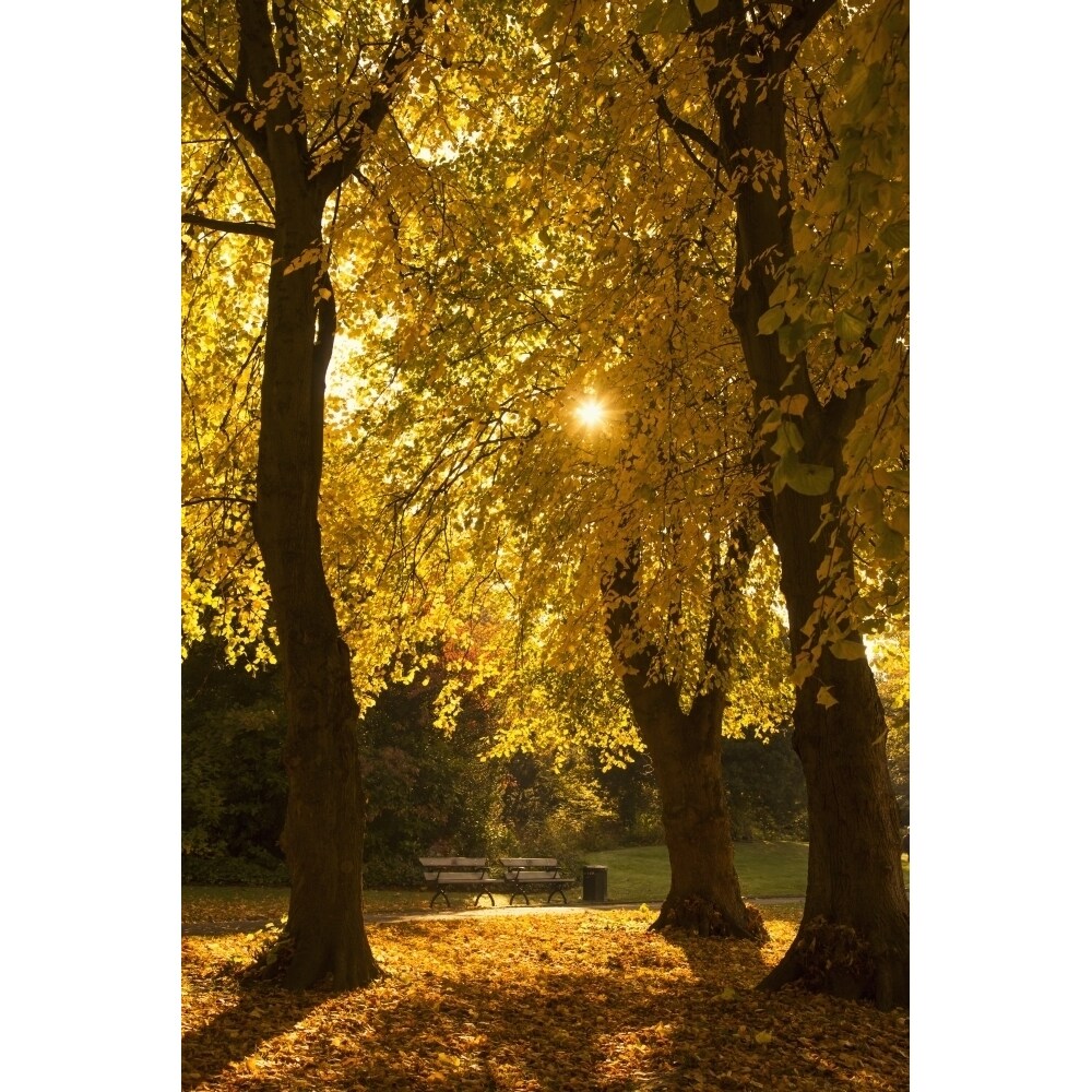 Sunlight Glowing Through The Leaves Of Trees In Autumn Colours;Gateshead Tyne And Wear England Poster Print