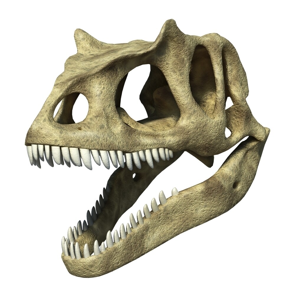 3D Rendering Of An Allosaurus Skull Poster Print