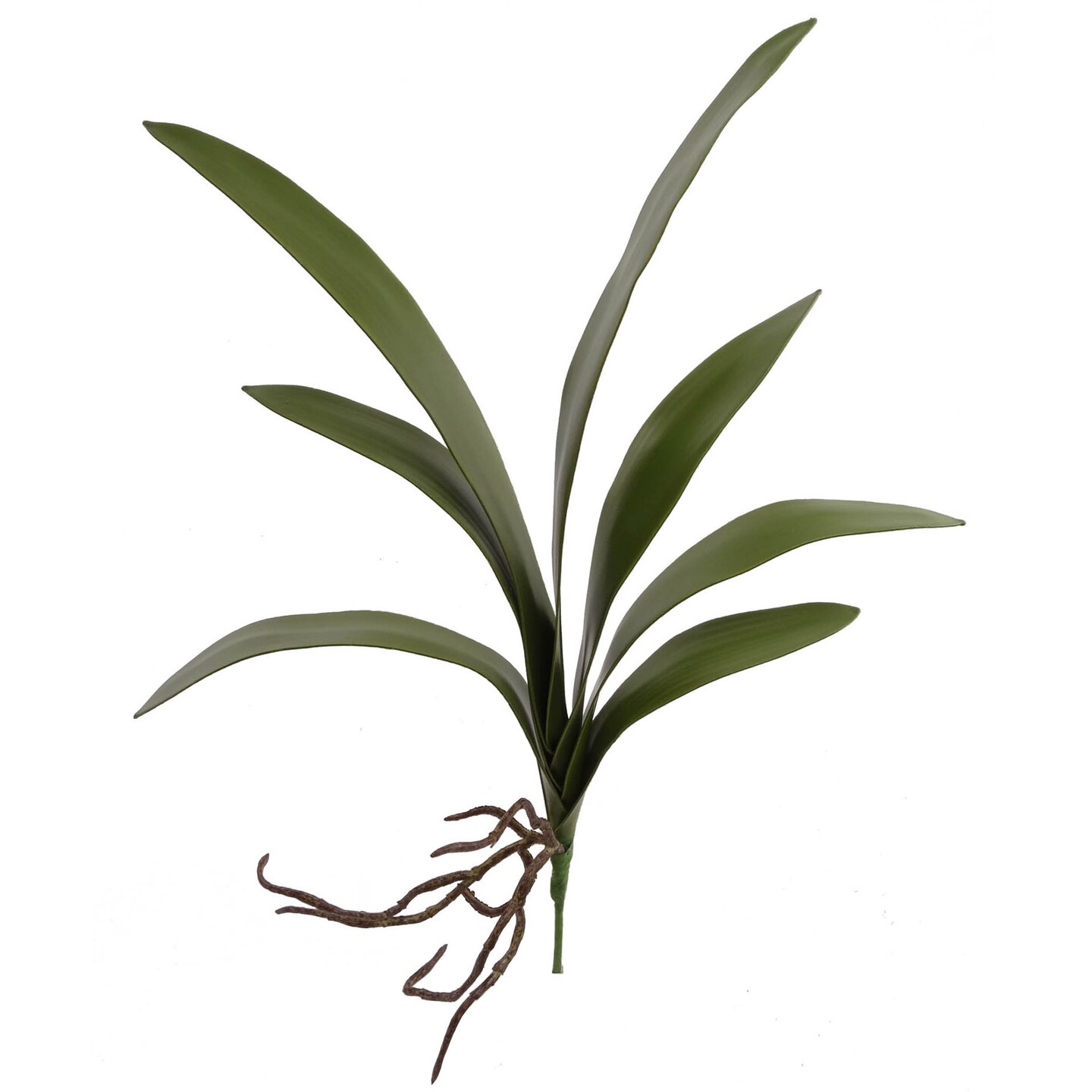 Stunning 20" Green Cymbidium Leaf Clusters with 7 Leaves Each