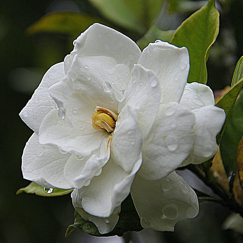 Jasmine Flowers .5oz