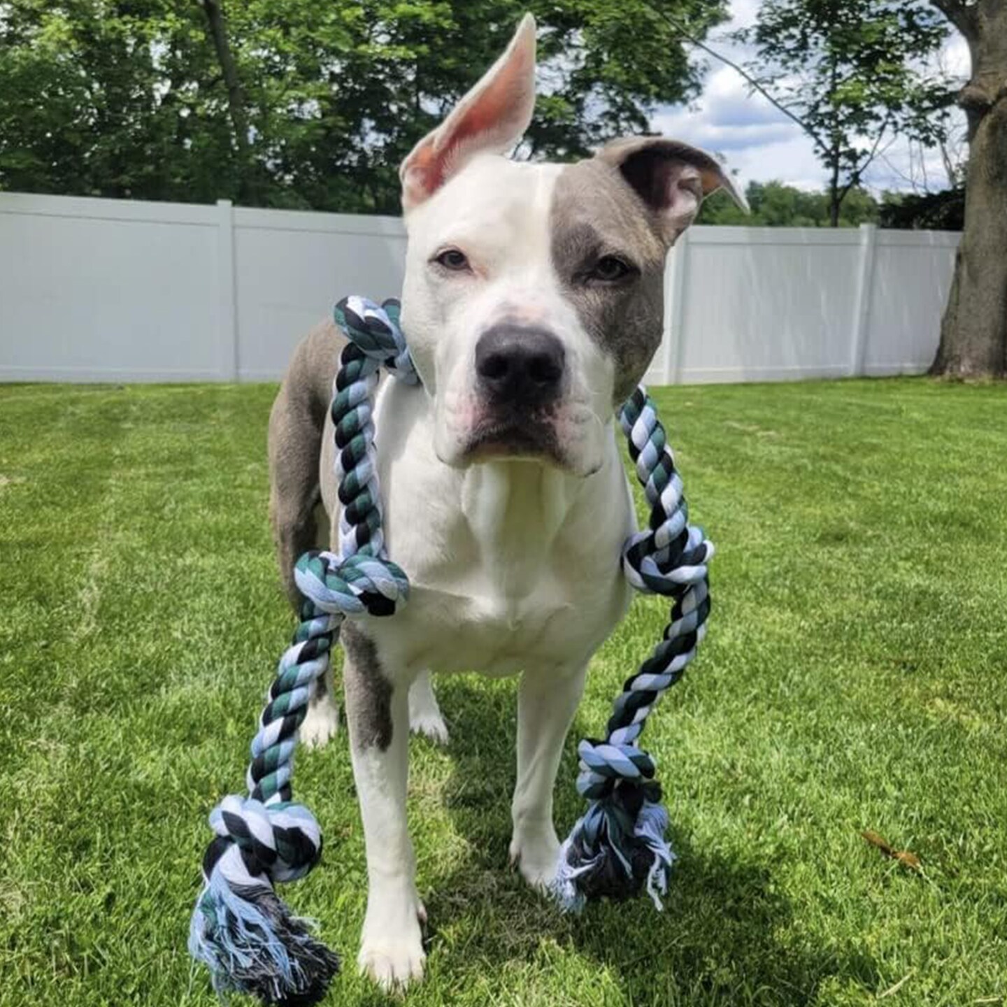 Dog Rope Toy for Playful Exercise and Dental Health