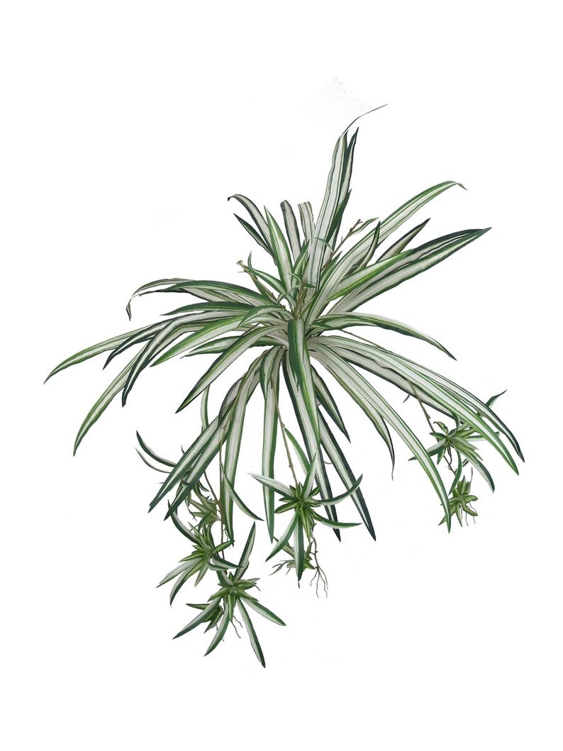 2-Pack: Spider Fern Plant with 60 Silk Fronds, 32" Wide, Faux Greenery by Floral Home®