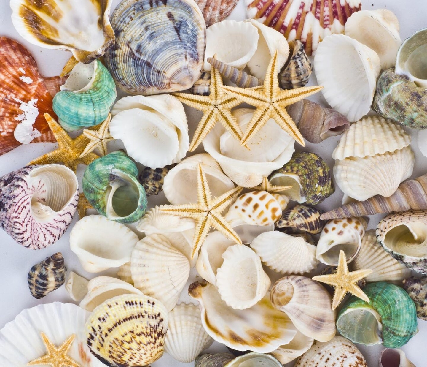 Beach Theme Party Wedding Decorations with Mixed Sea Shells and Starfish Do It Yourself Projects Making Candles for Fish Tank Vase Fillers Materials for Home D&#xE9;cor more than 70 pieces