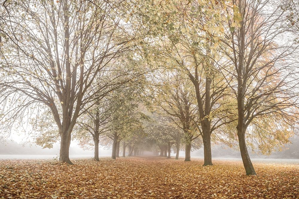 Autumns Peace Poster Print by Assaf Frank - Item # VARPDX16695