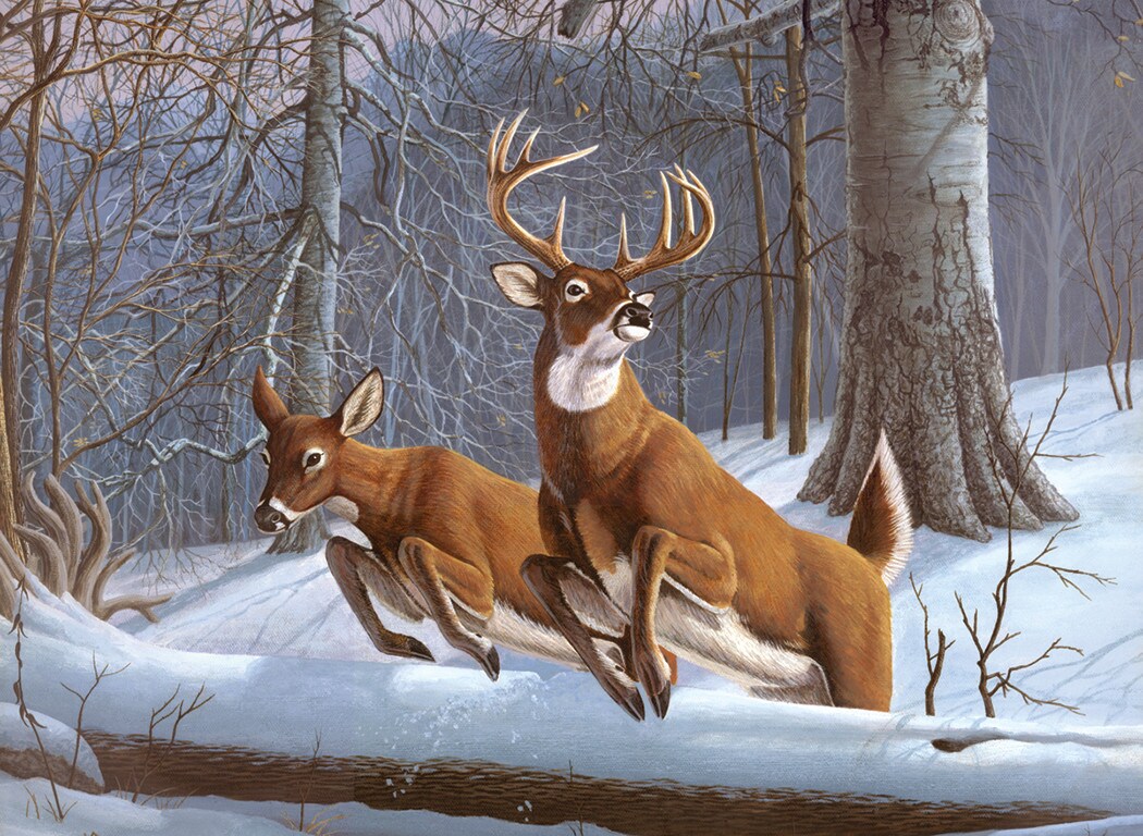 Royal Brush Adult Painting by Numbers Kit, White Tails