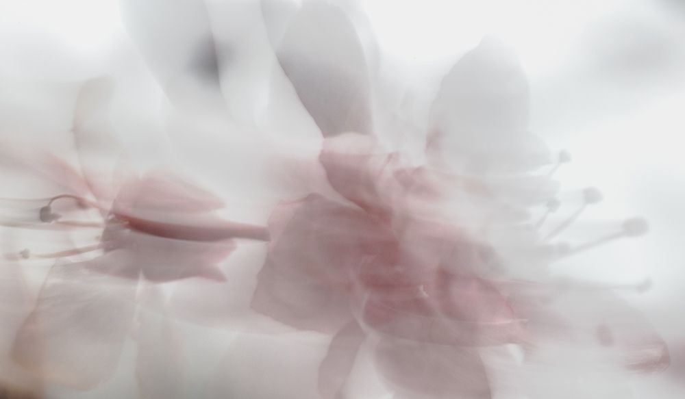 Plum Impressions Iii Poster Print by William Neill - Item # VARPDXWN188