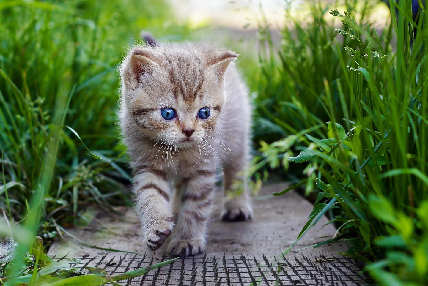 Garden Spike Indoor and Outdoor Mat Prickle Strip Digging Stopper