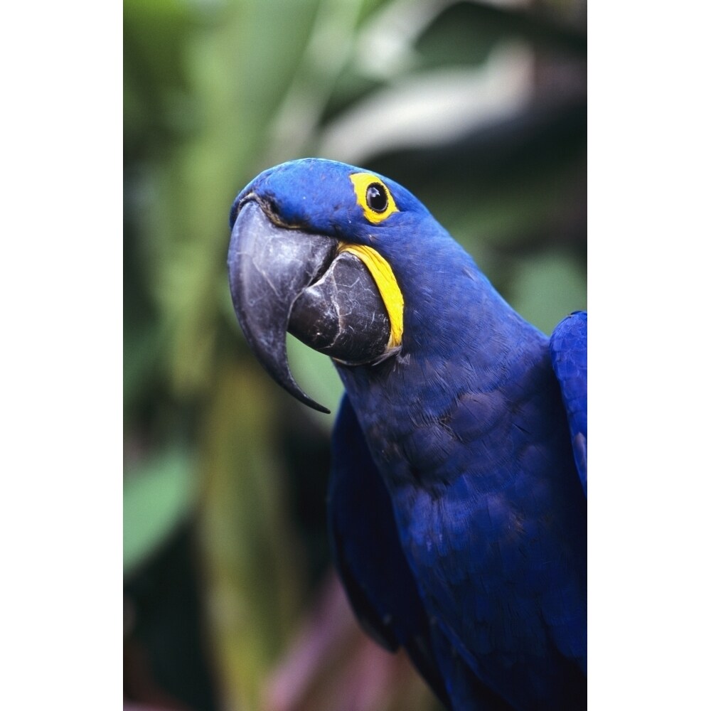 Posterazzi Blue and yellow Hyacinth Macaw bird Poster Print