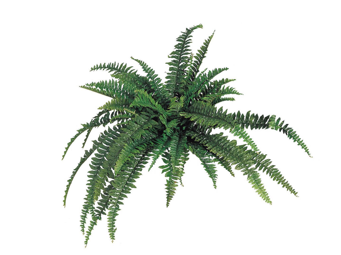 2-Pack: Boston Fern Plant with 48 Silk Fronds, 48" Wide, Faux Greenery, Floral Home by Artificial Flowers