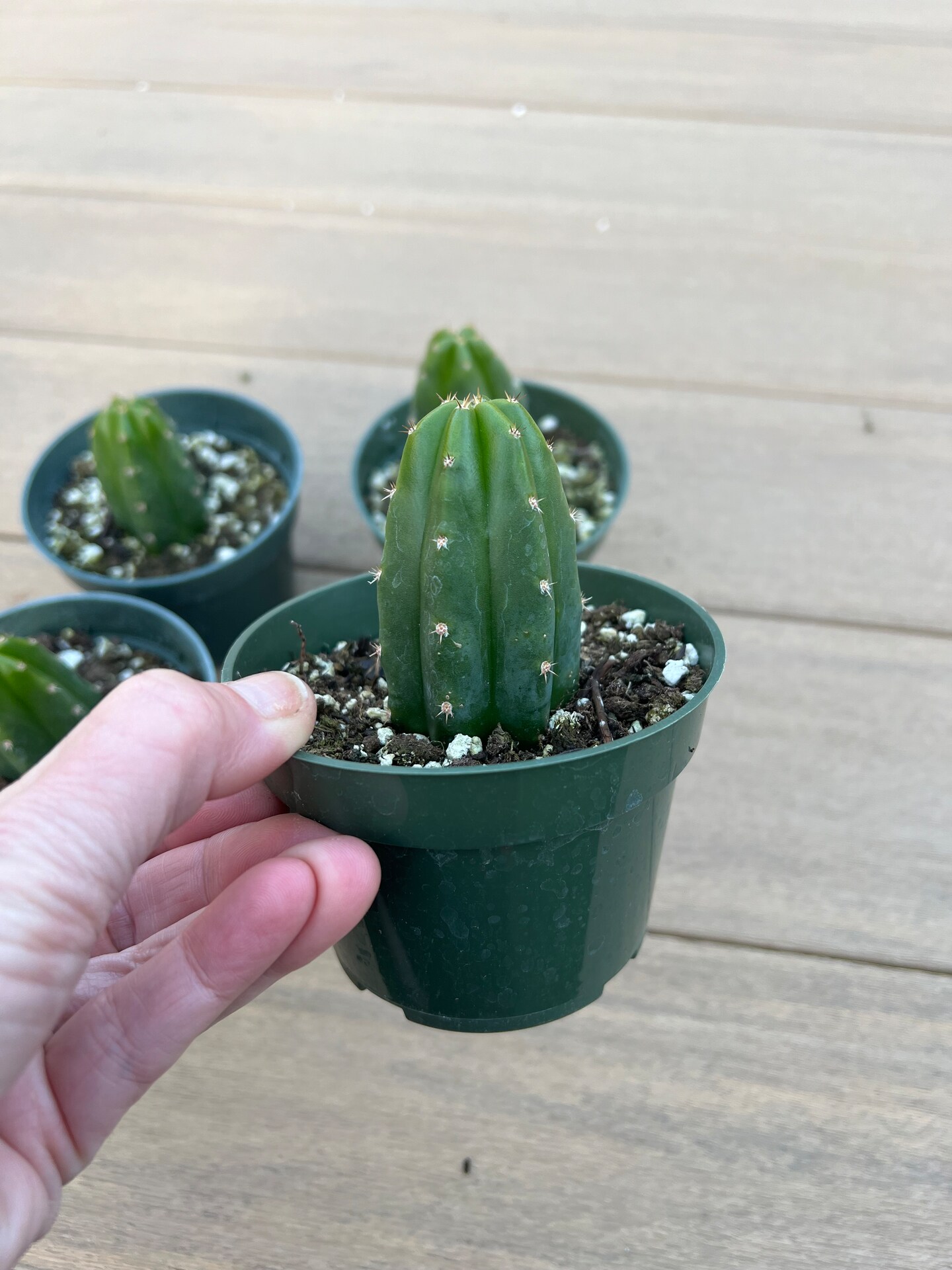 San Pedro Cactus, Easy Plant,  4”