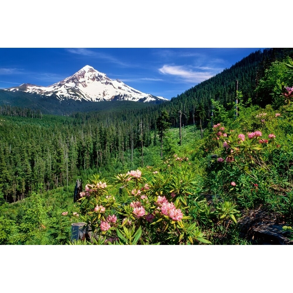 Posterazzi Rhodendron flowers blooming on plant with mountain range in the background  Mt Hood  Lolo Pass  Mt Hood National Forest