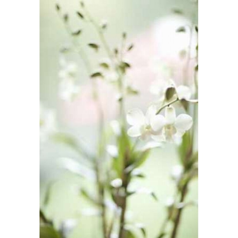 Posterazzi White Orchid I Poster Print by Karyn Millet