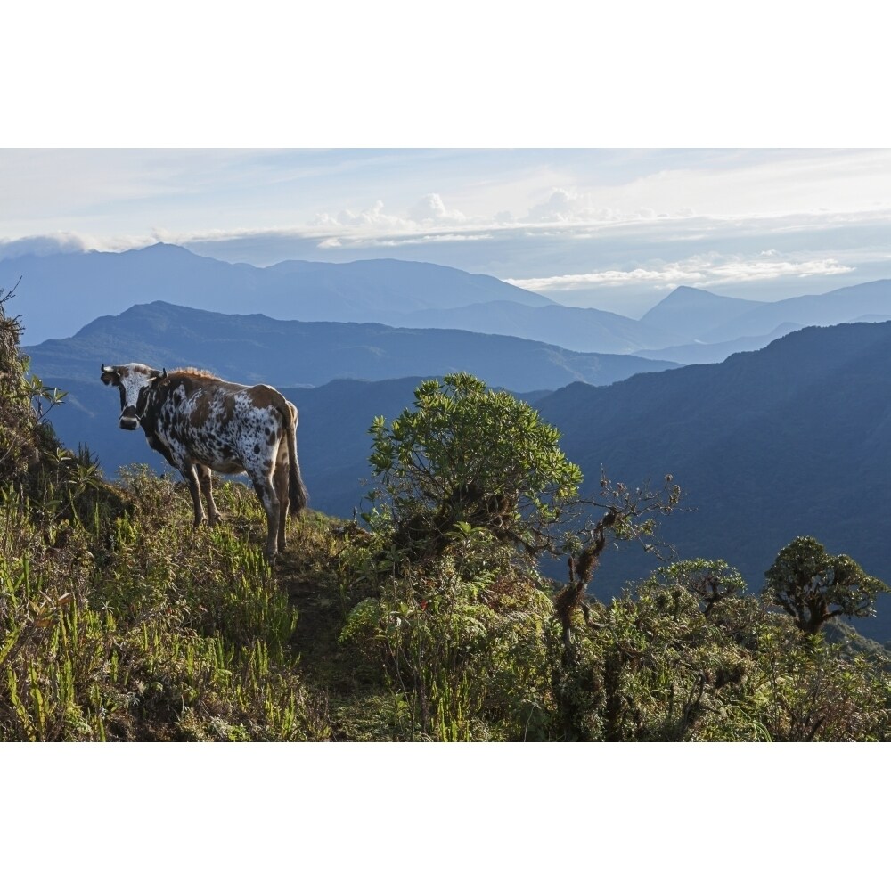 Posterazzi Mountain range east of Pojo; Departamento Cochabamba  Bolivia Poster Print