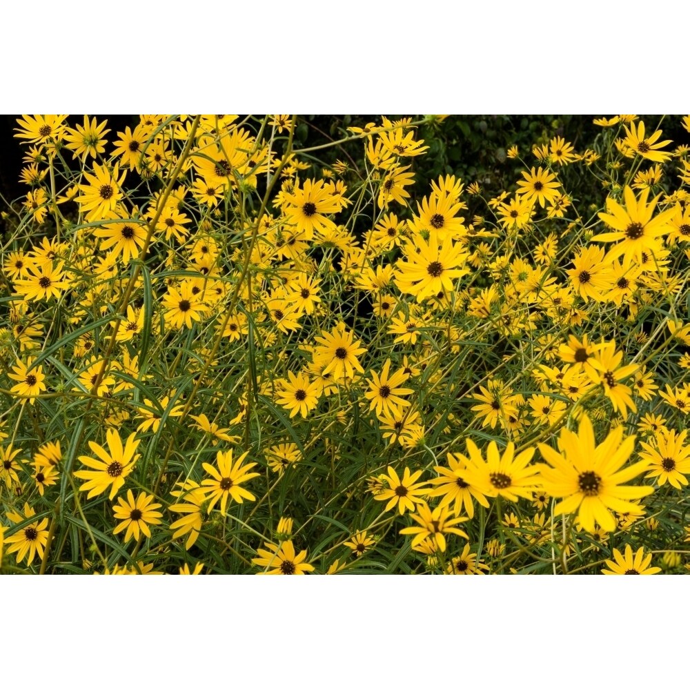 Posterazzi Black-eyed susans in bloom Atlanta Botanical Garden Atlanta Fulton County Georgia USA Poster Print