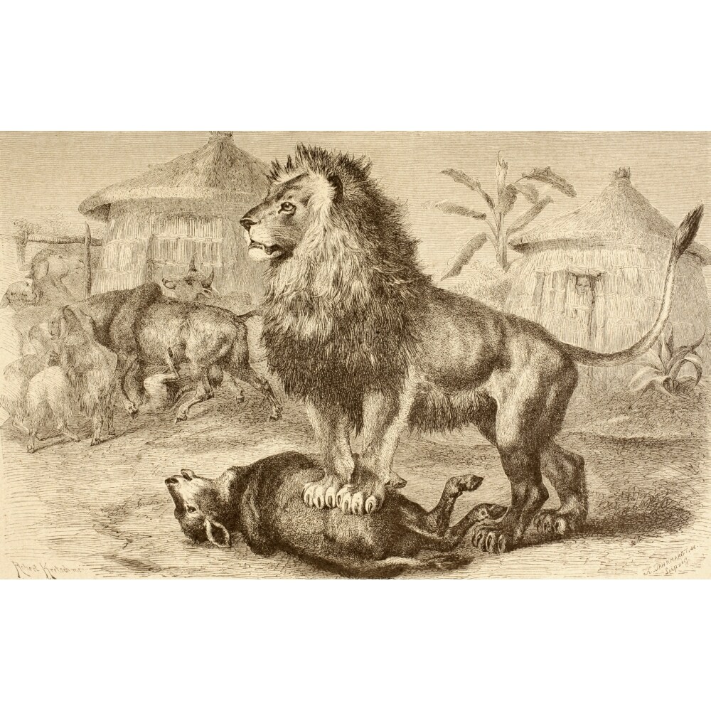 Posterazzi A Lion After Making A Kill In The Middle Of An African Village From La Vida De Los Animales Published Spain Circa 1885 1