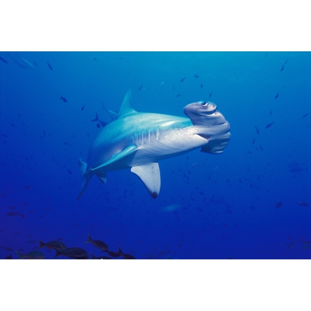Posterazzi Galapagos Islands  Close-Up Scalloped Hammerhead Shark Mouth Open Small Fish Wolf And Darwin Islands