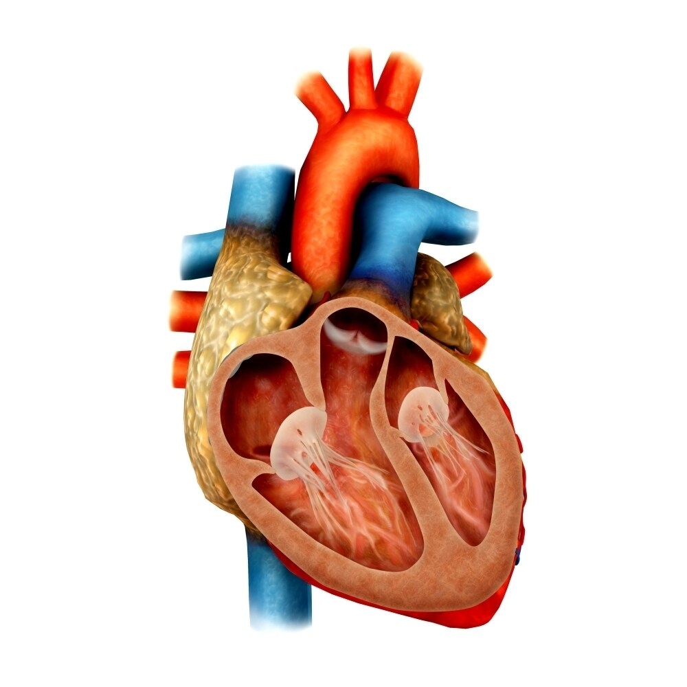 Posterazzi Anatomy of human heart  cross section Poster Print