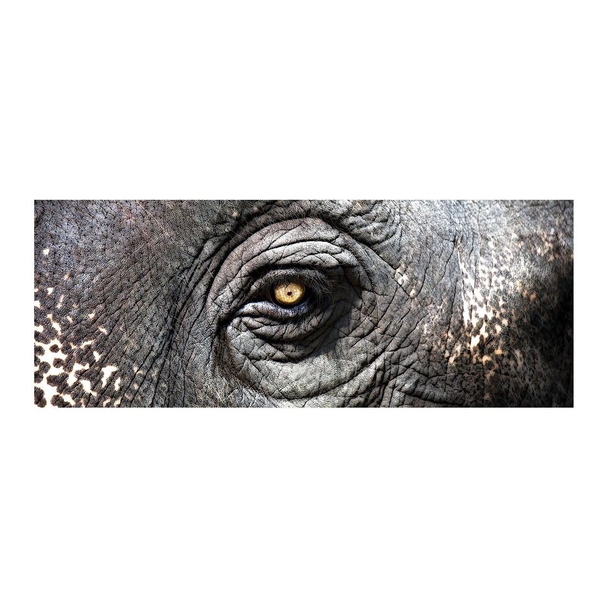 Elephant Study (Exclusive Gianni Rusconi Print On Canvas)