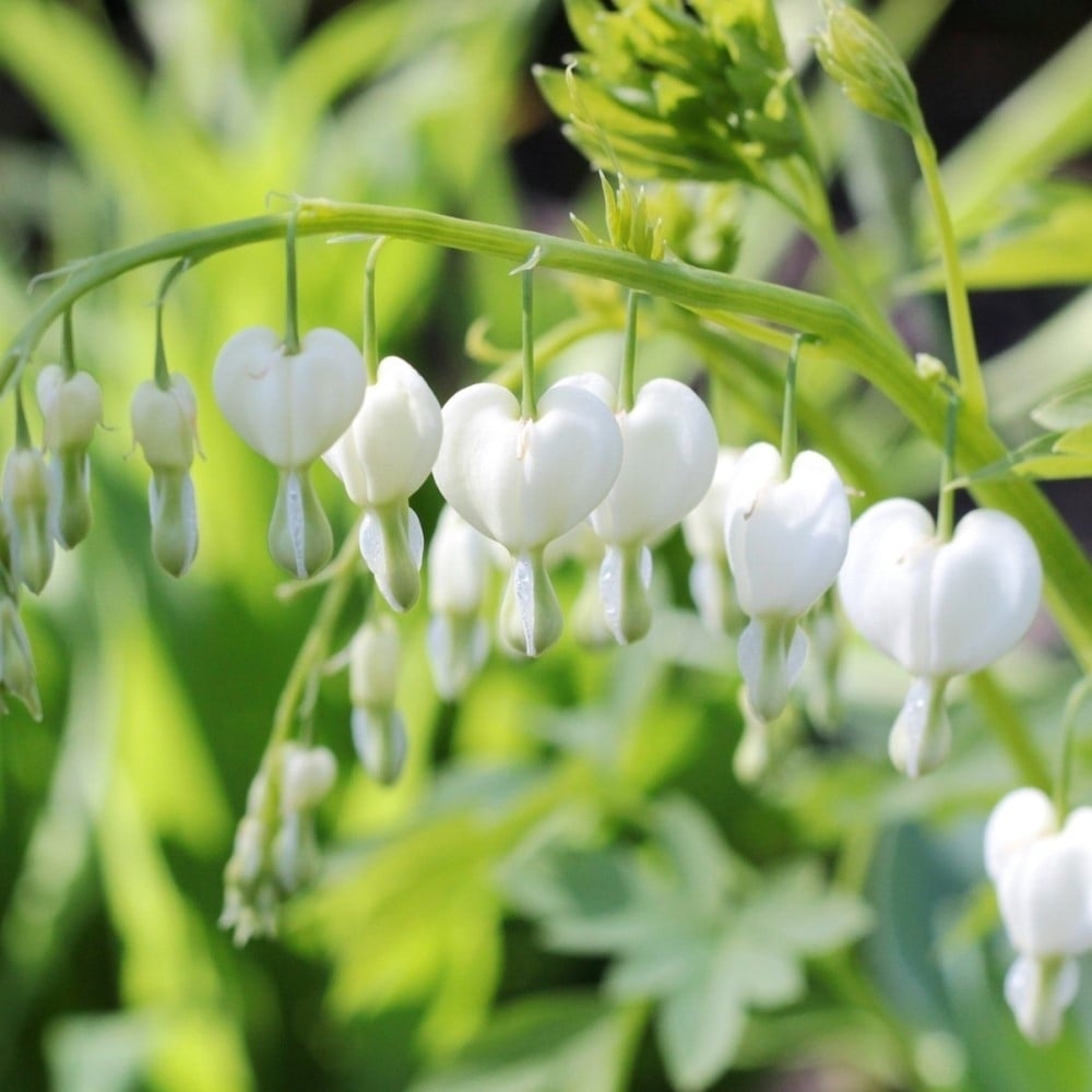 Touch Of ECO White Bleeding Heart Flowers - 2 Bare Roots - Unique Blooms Sprout Beautiful Heart Shaped Petals