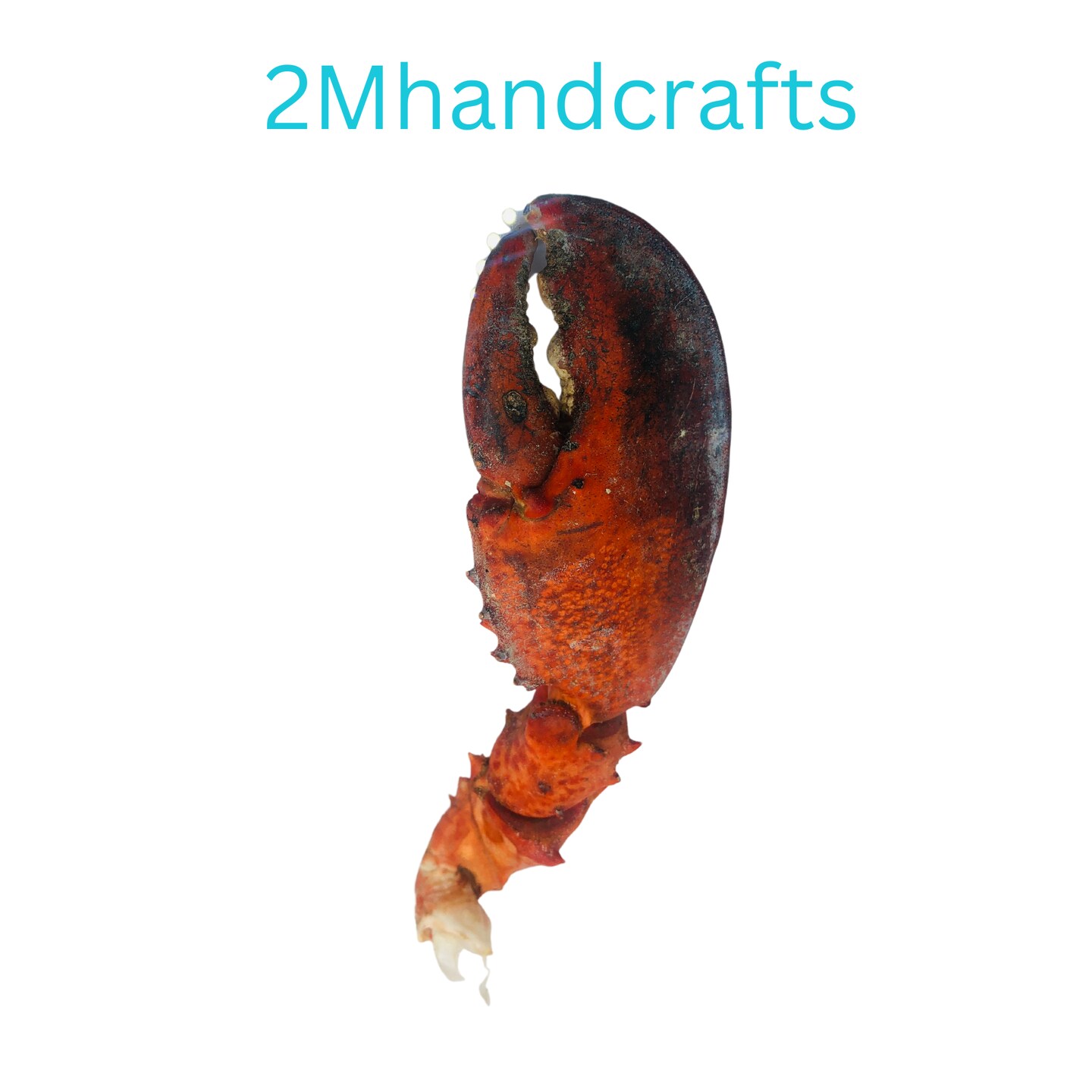 1pc Realistic Cooked Right Lobster Claw Silicone Mold| Food Shape Silicone Mold| Soap| Candle | Mold for Wax| Mold for Resin| Not Food Grade