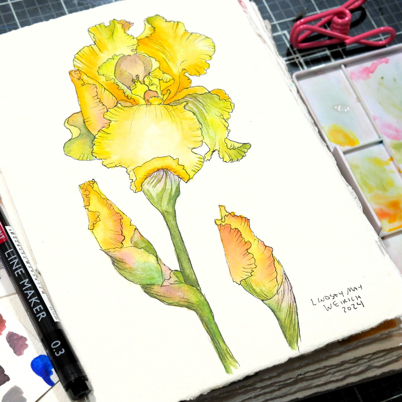 Yellow Iris using Derwent Line & Wash Set