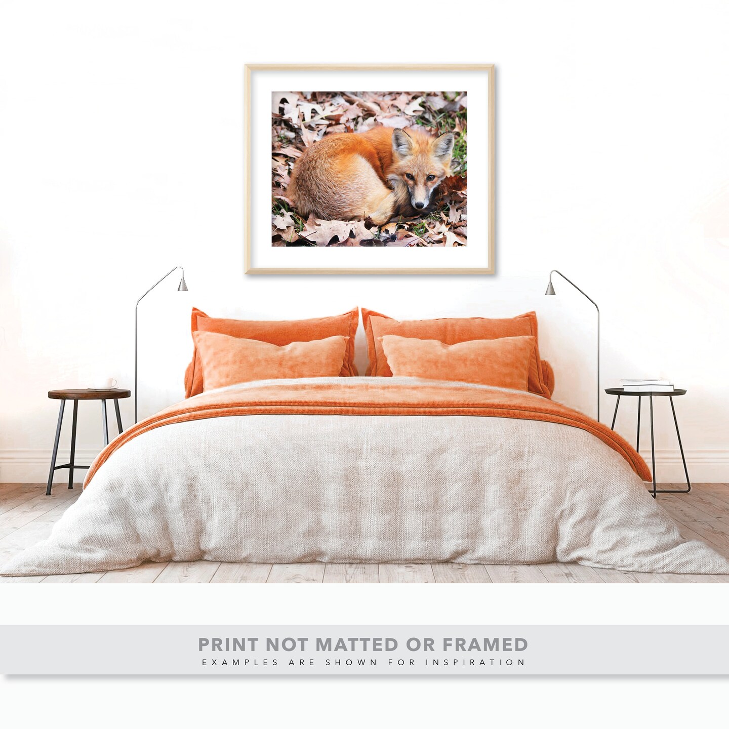 Adorable Fox Curled into a Ball - Woodland Wildlife Photo - Nature Photography product 7