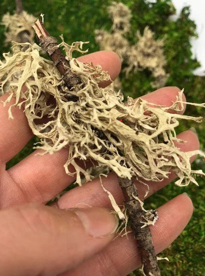 MOSS - Natural Lichen Branched Moss on STICKS