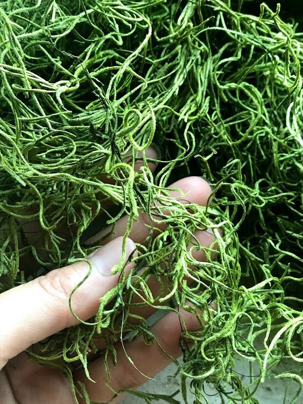MOSS - Preserved Spanish