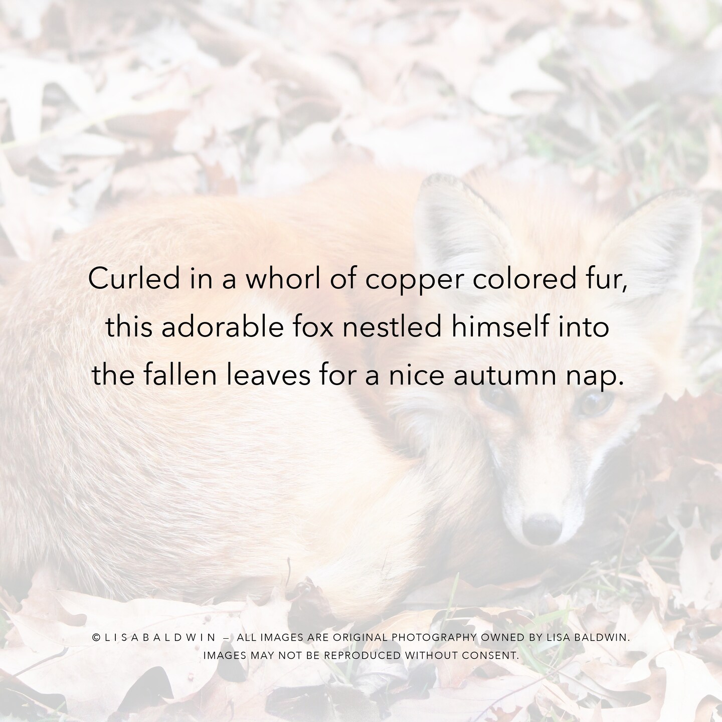 Adorable Fox Curled into a Ball - Woodland Wildlife Photo - Nature Photography product 2