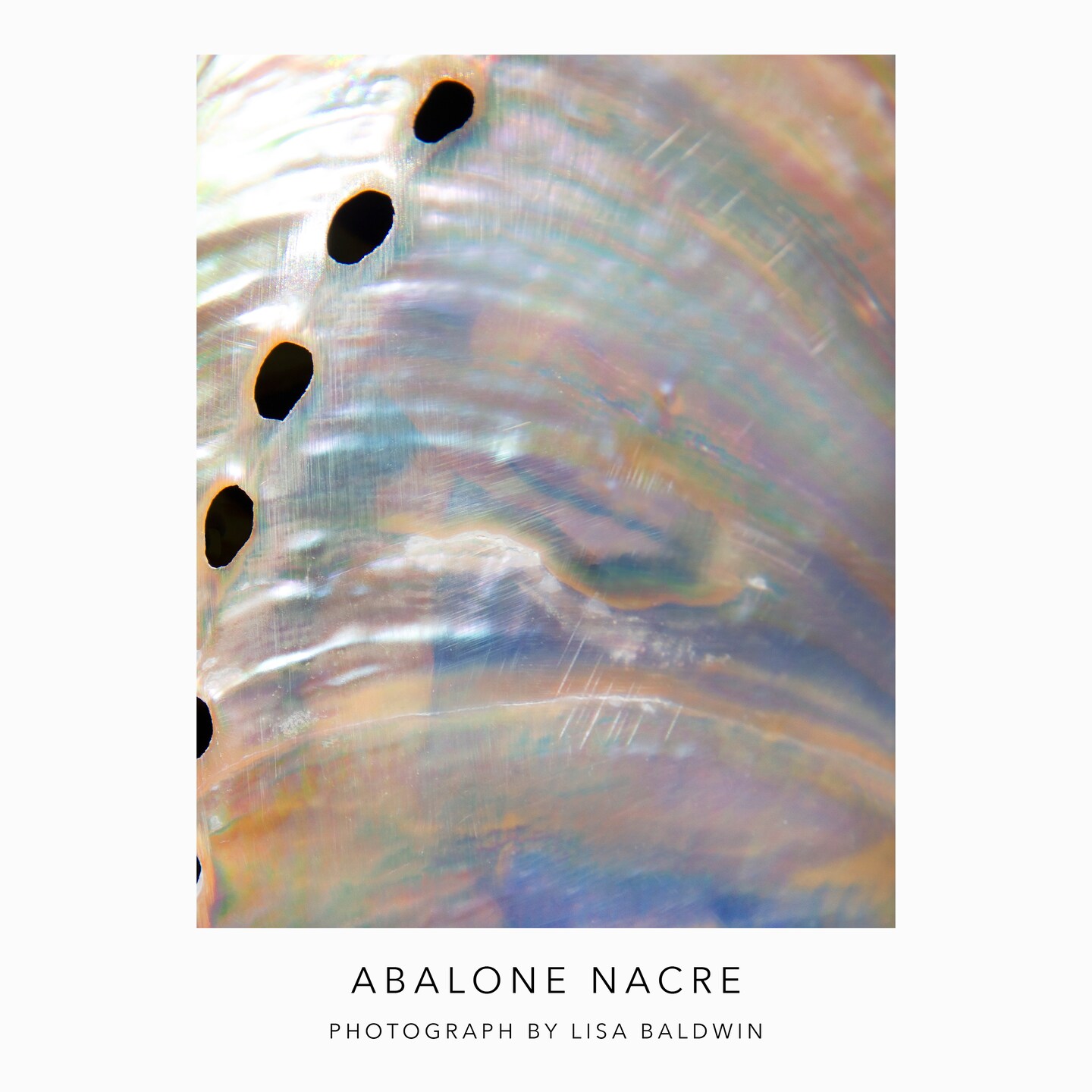 Abalone Shell with Iridescent Colors - Pearly Nacre - Seashell Wall Art ...