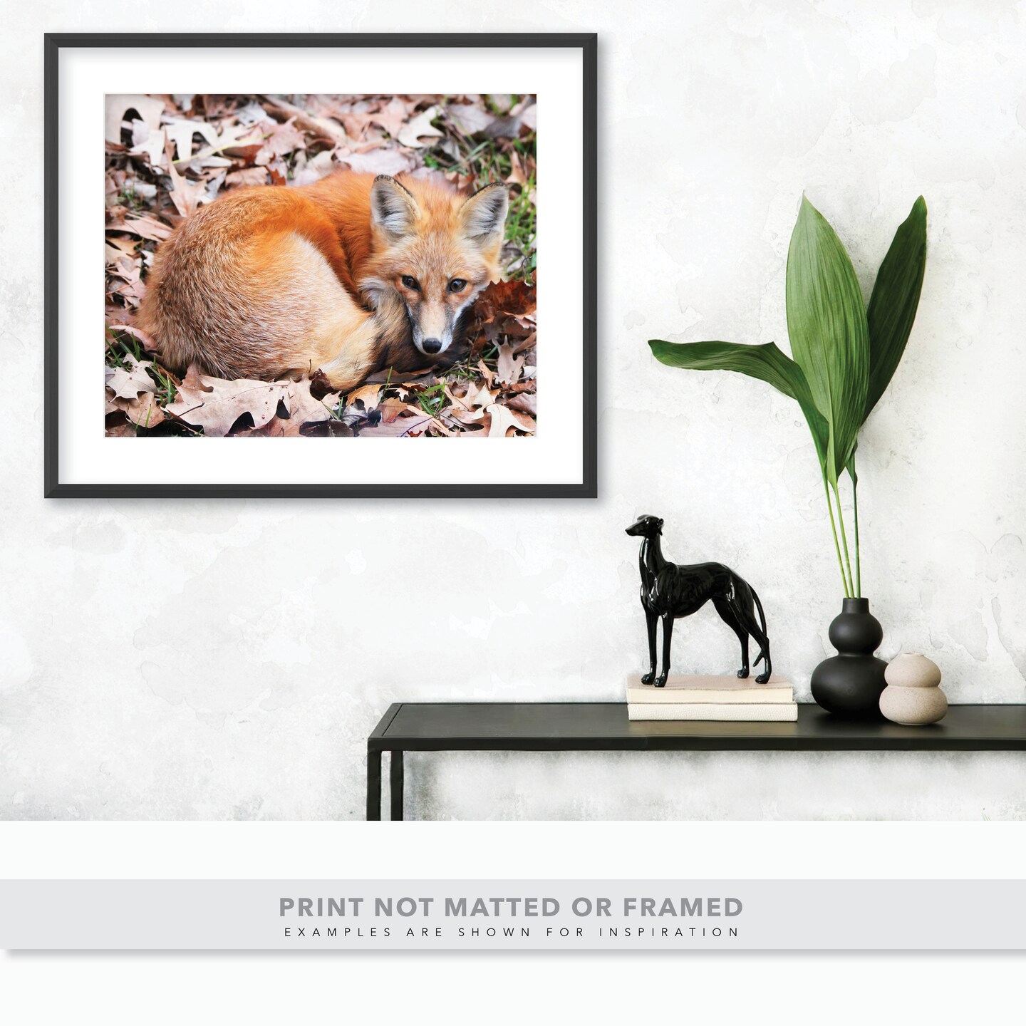 Adorable Fox Curled into a Ball - Woodland Wildlife Photo - Nature Photography - image10
