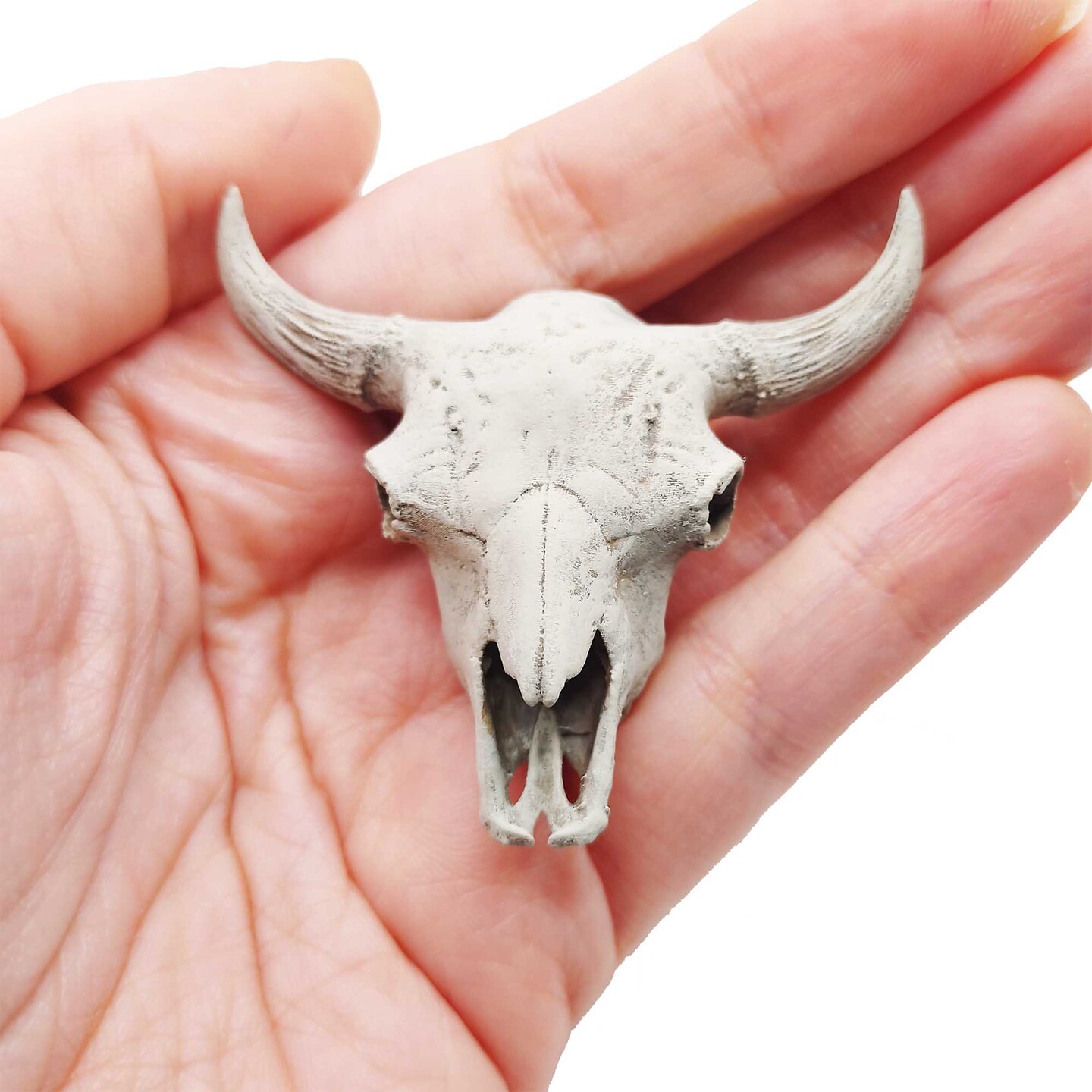 Miniature Buffalo Skull - 1:12 scale, replica bison cranium, cow ...