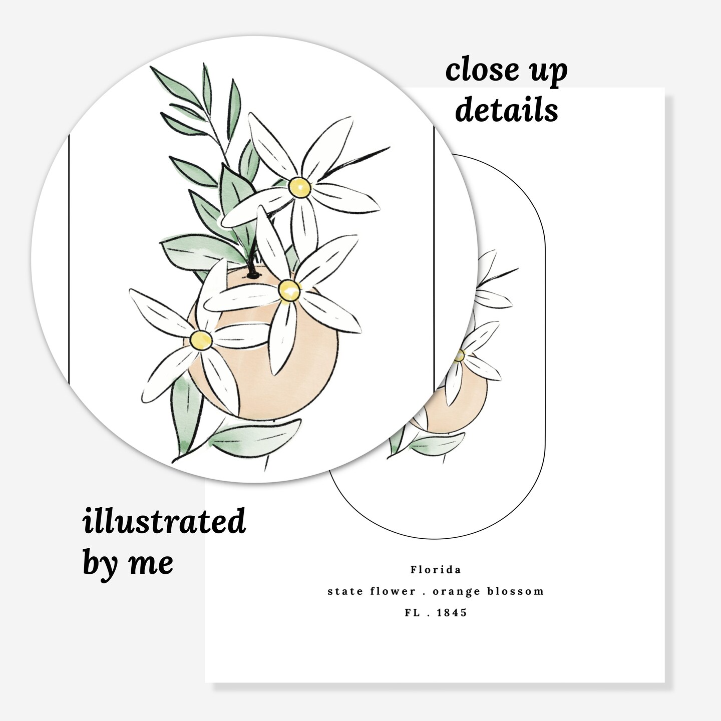 Florida State Flower Print | Unframed FL Orange Blossom USA State Illustrated Floral Art product 3