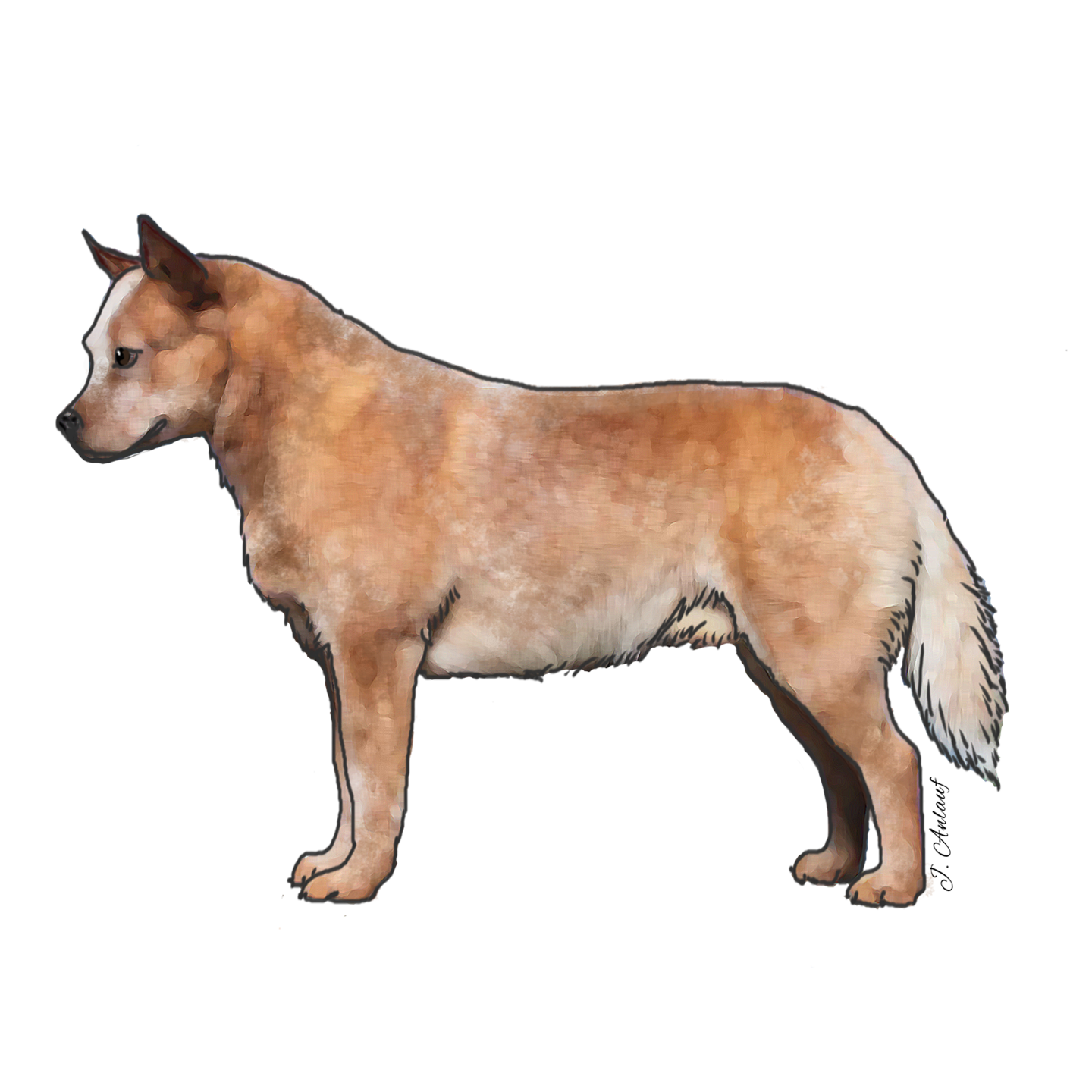 australian-cattle-dog-design-4-printed-transfer-sheets-for-a
