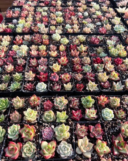 rainbow succulent Maui Flower Delivery ~ Best Seller ~ Kula Rainbow Succulent arrangement —  Lehua's Forest, Flower Arrangements & Fruit Trees