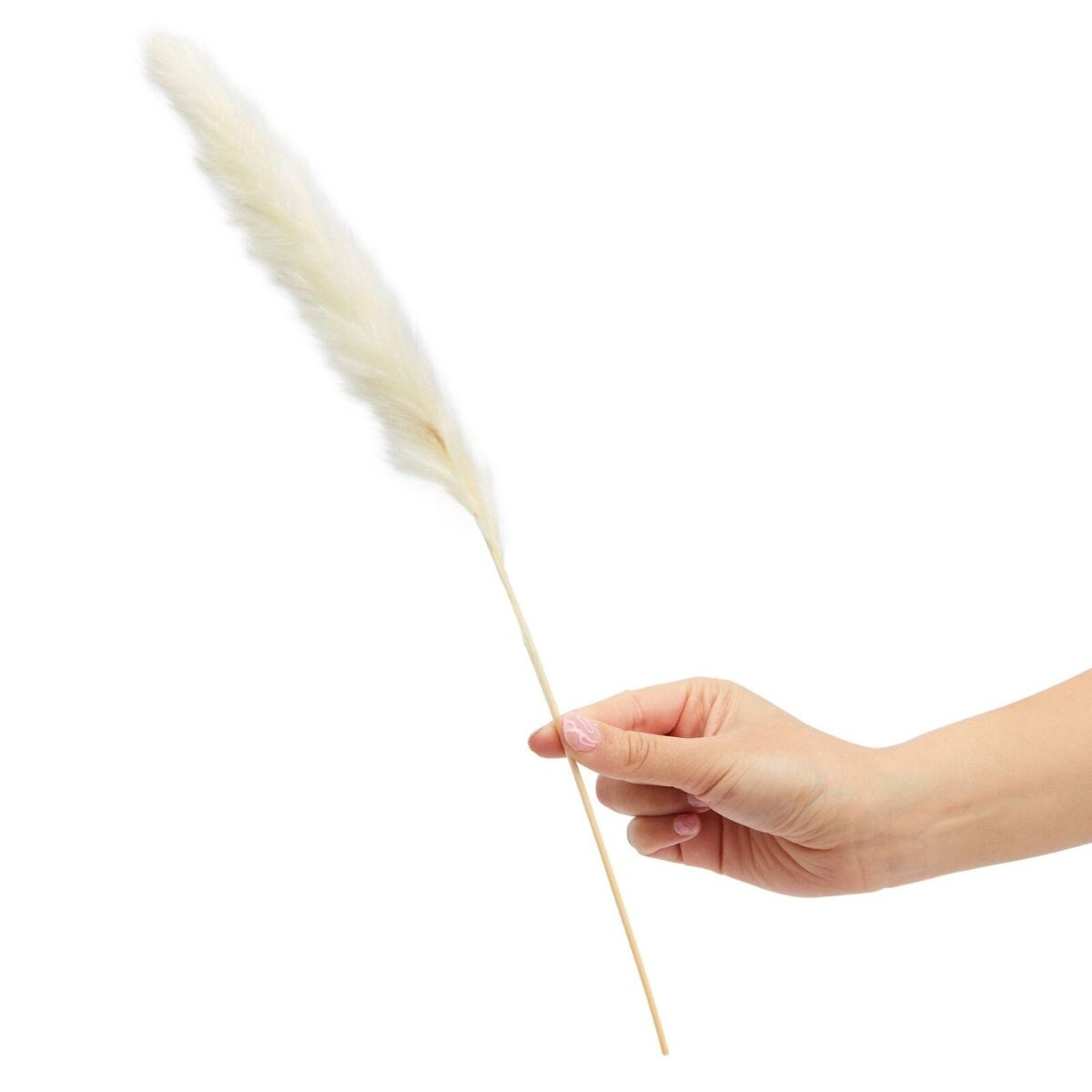 Fluffy Dried Pampas Grass 30 packs