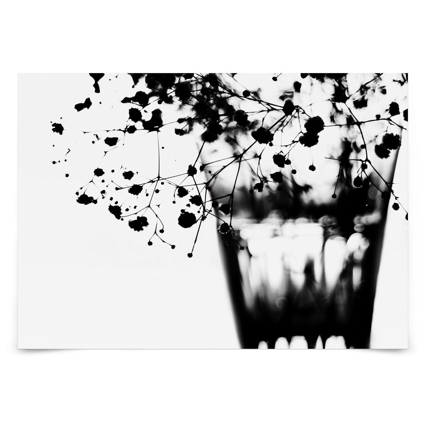 Babys Breath Bw by Ingrid Beddoes Poster Americanflat Michaels