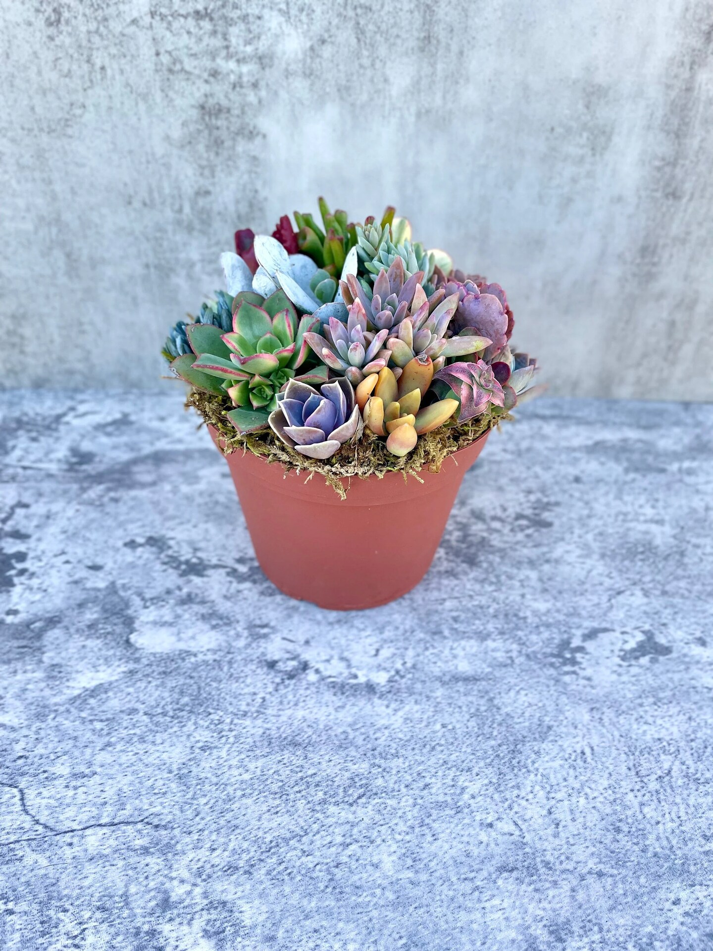 Surfside Succulents | Storefront | Michaels