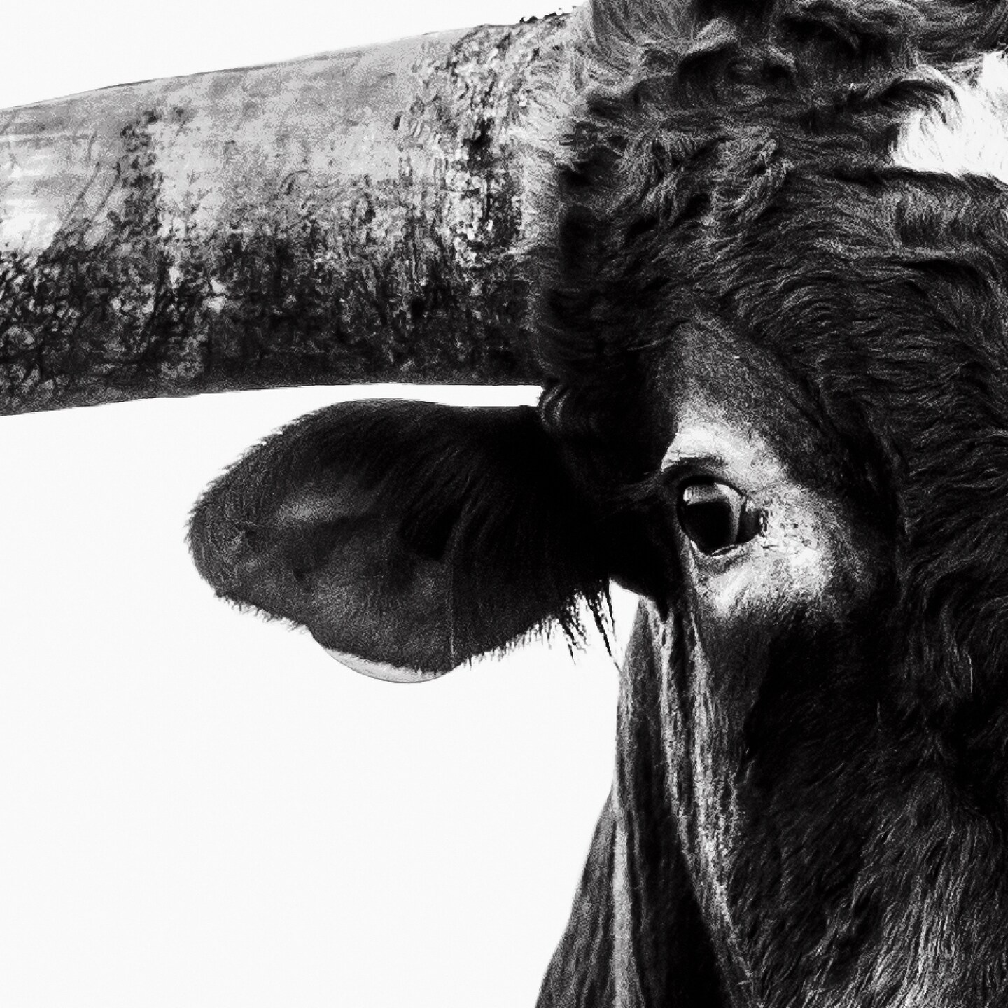 Longhorn wall art, Texas longhorn bull canvas, black and white wall