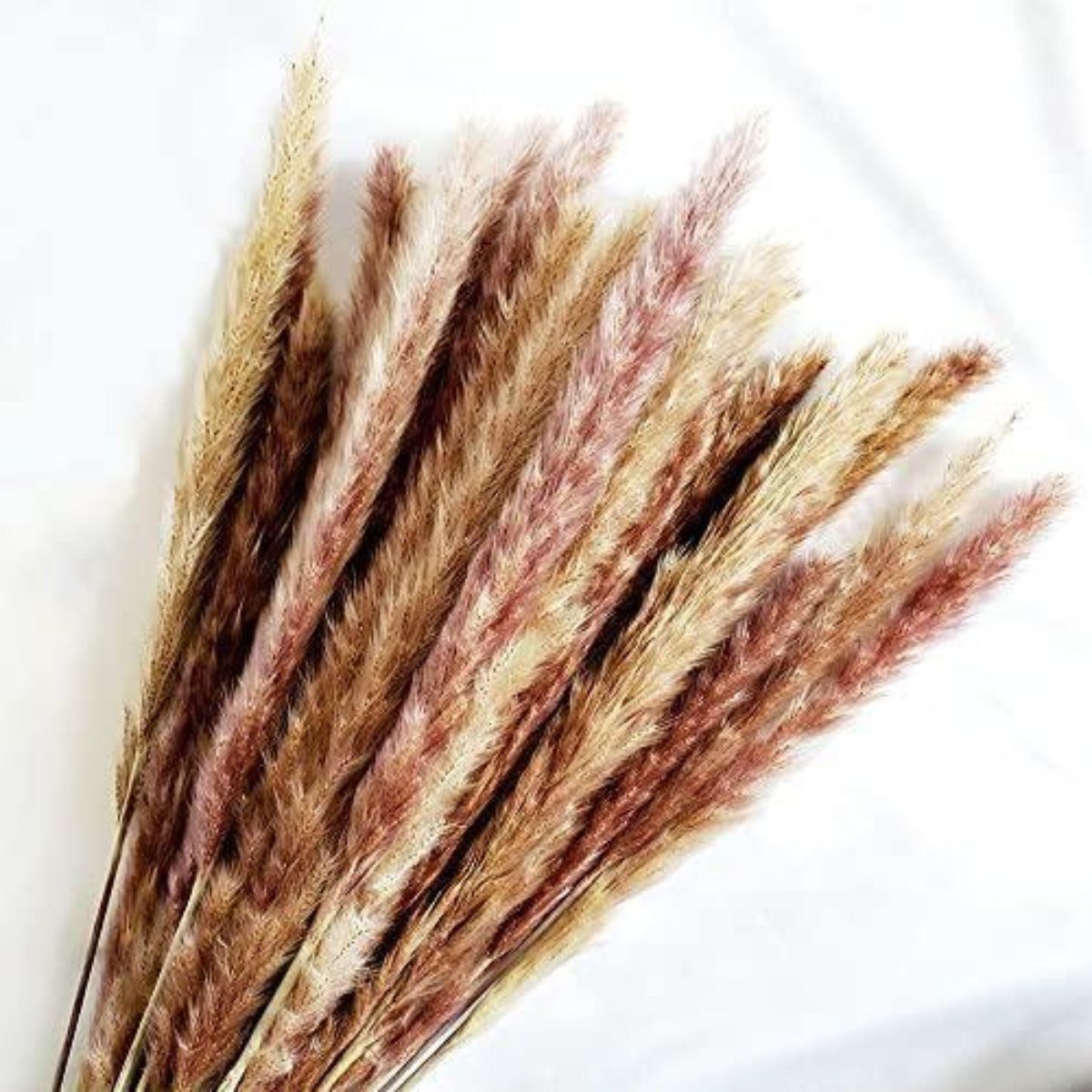 Natural Dried Plants Pampas Grass 30pcs
