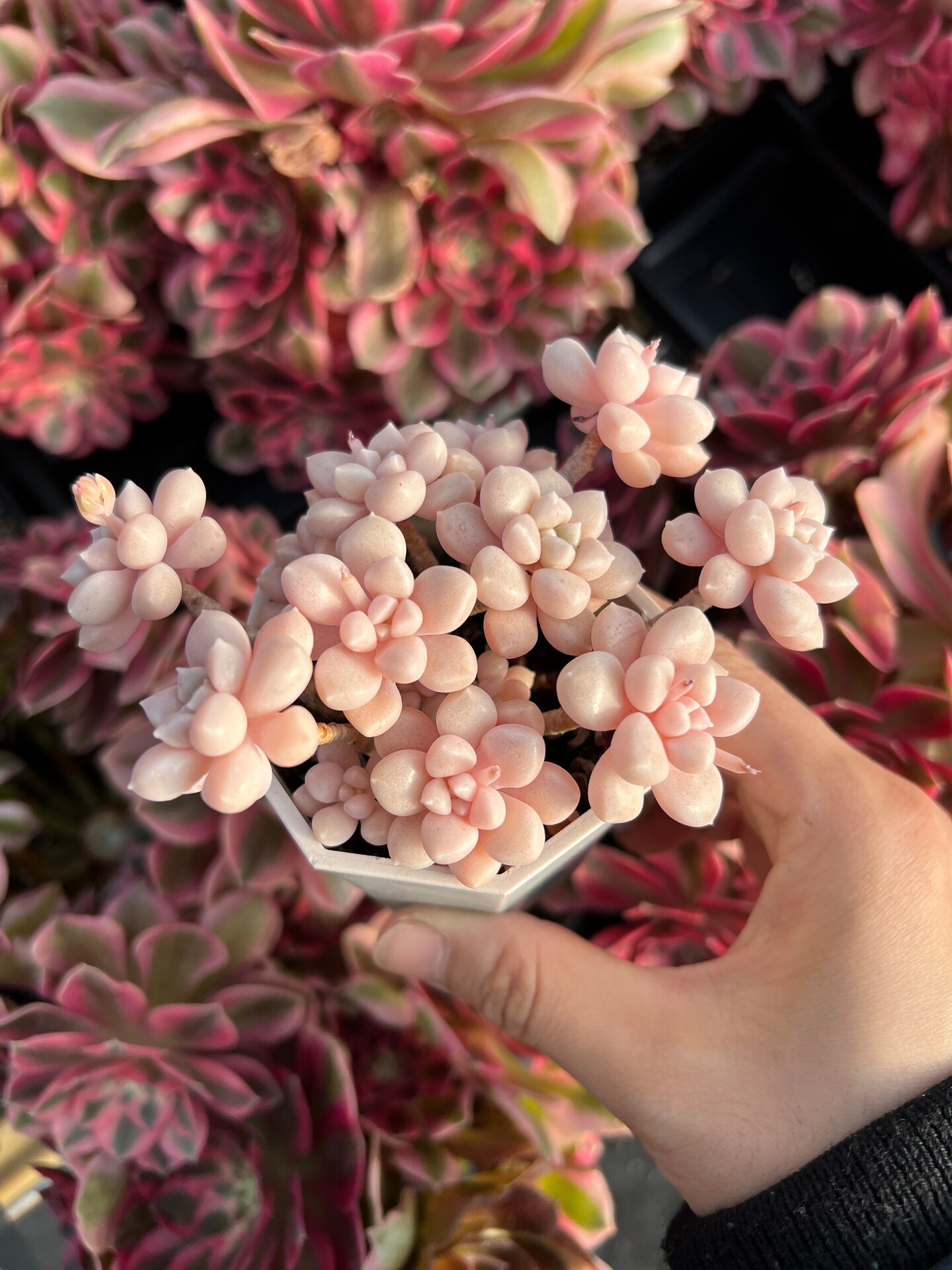 Rare Succulent - Graptopetalum Mendoza small cluster cutting (4-5 heads) |  MakerPlace by Michaels