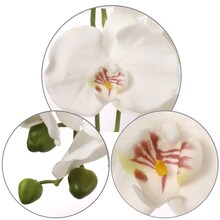 2-Pack: White Phalaenopsis Orchid Stem with 9 Flowers by Floral Home&#xAE;