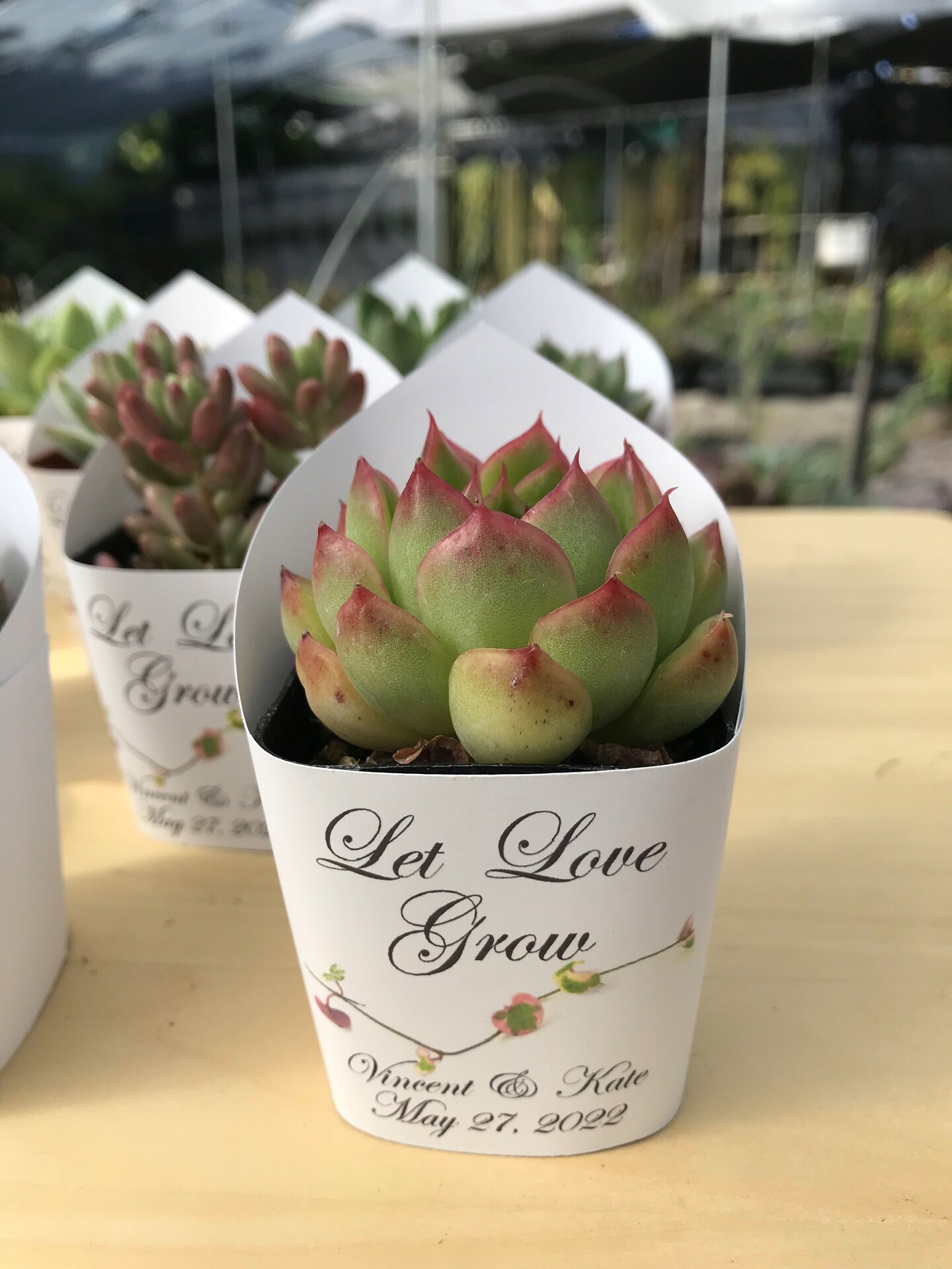 Premium White Succulent Wrappers for Wedding Favors as Thank You Gift - Pack of 10 - [Plants not included] product 3