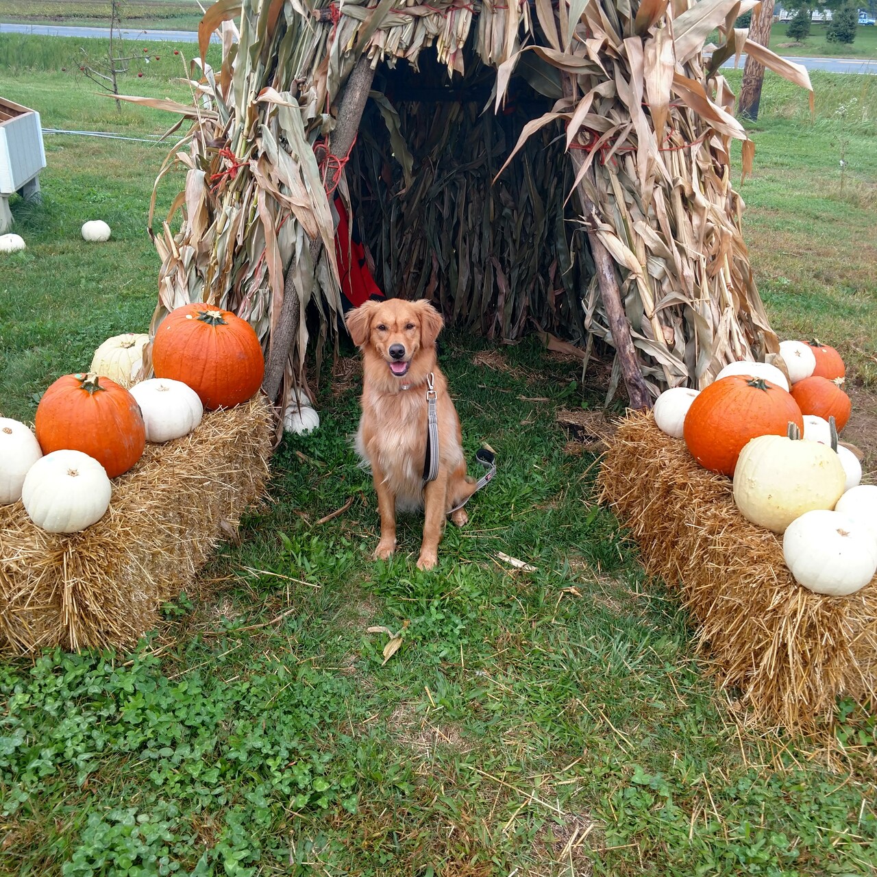 Thanksgiving Holiday Crafts