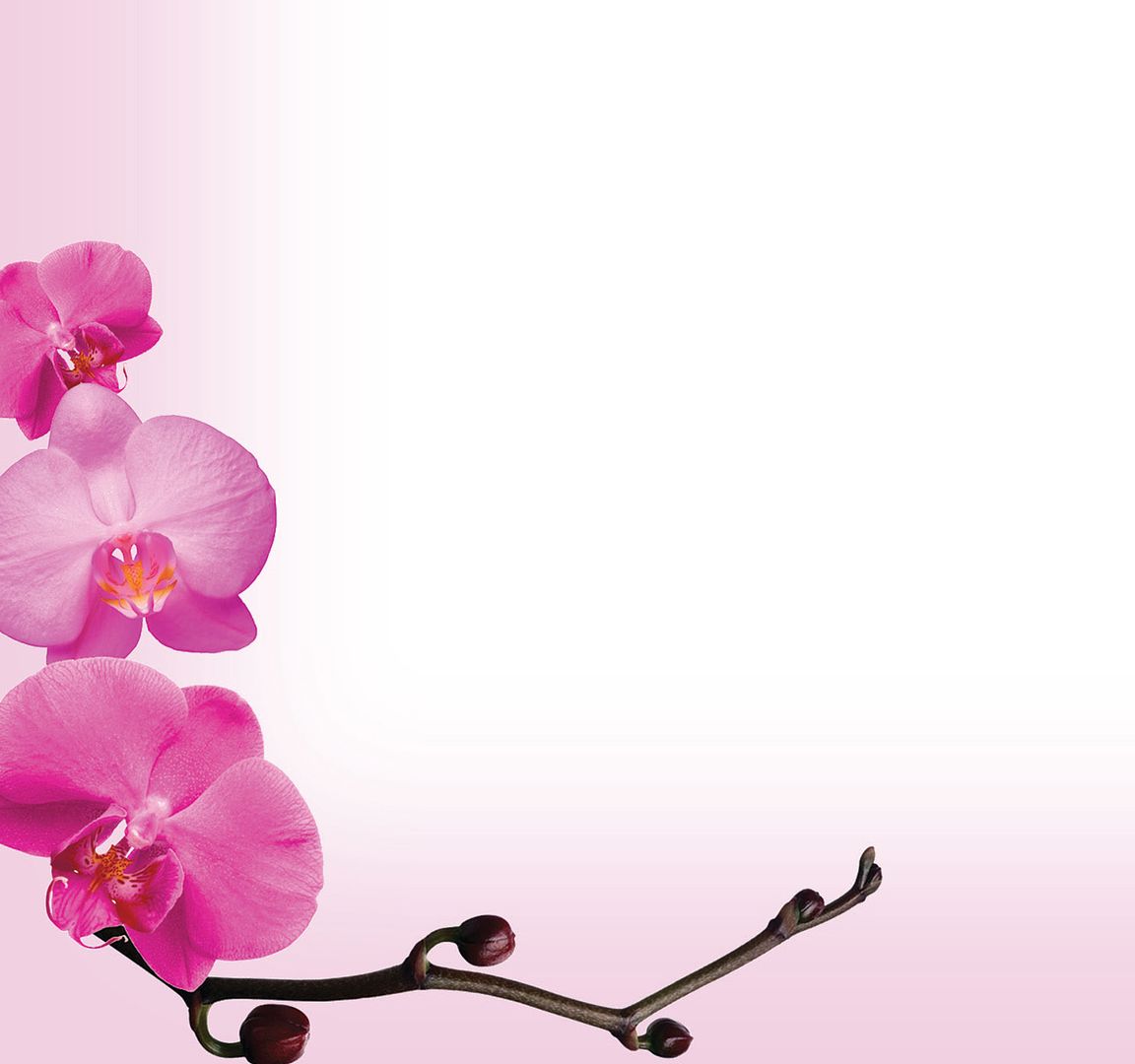 Great Papers! Pink Orchids Stationery Letterhead, Invitations and Announcements, Printer Friendly, 8.5&#x22;x11&#x22;, 80 Pack