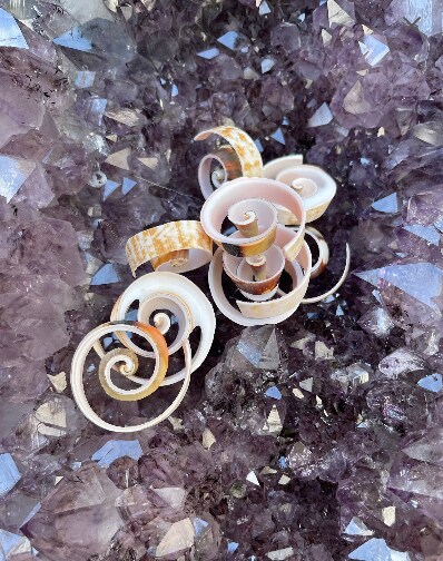 Sea shells for decoration STROMBUS LUHUANUS