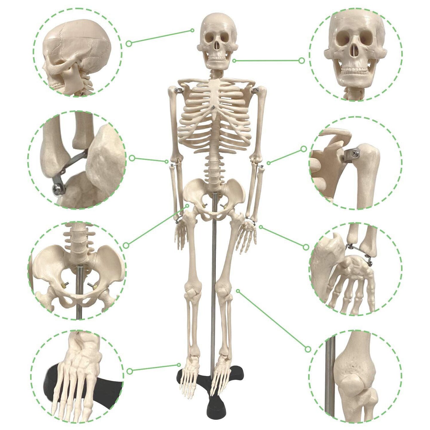 Human Skeleton Model with Key, 34&#x22;