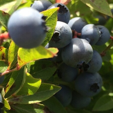 Wild Blueberries Fragrance Oil (Our Version of the Brand Name) (1 oz Bottle) for Candle Making, Soap Making, Tart Making, Room Sprays, Lotions, Car Fresheners, Slime, Bath Bombs, Warmers…