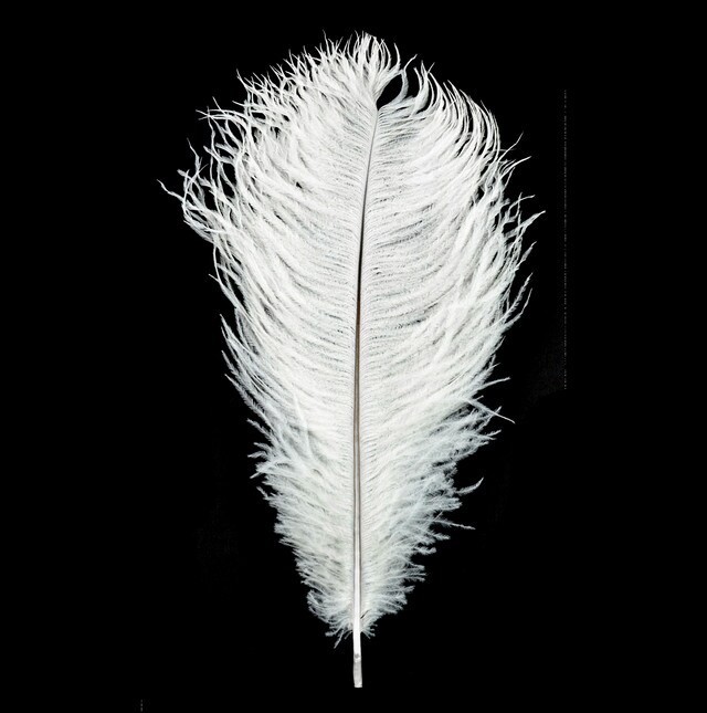 Ostrich Plume White