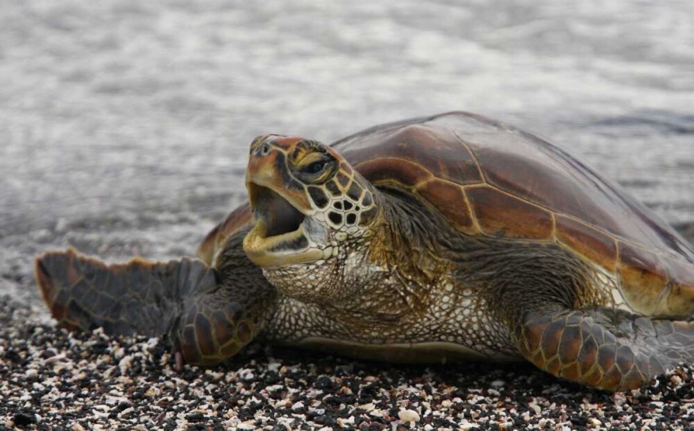 Ecuador, Galapagos, Young Pacific green turtle by Arthur Morris - Item # VARPDXSA07BJA0053